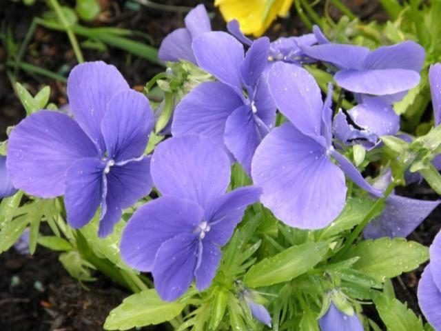 Kettle House B&B Fort Augustus Luaran gambar